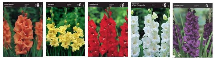 Гладиолус крупноцветковый 1